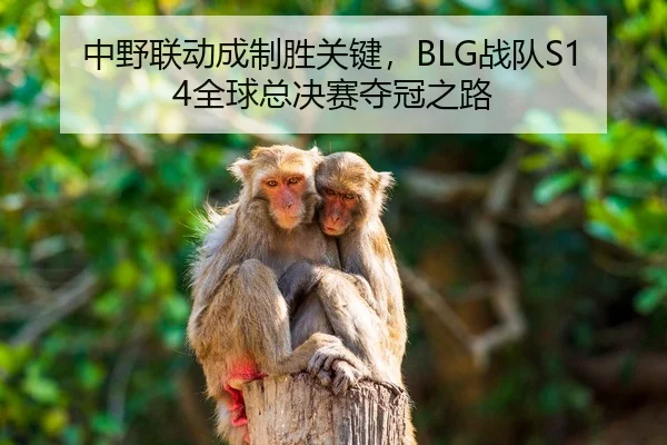 中野联动成制胜关键，BLG战队S14全球总决赛夺冠之路