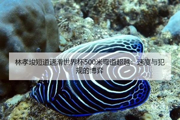 林孝埈短道速滑世界杯500米弯道超越：速度与犯规的博弈